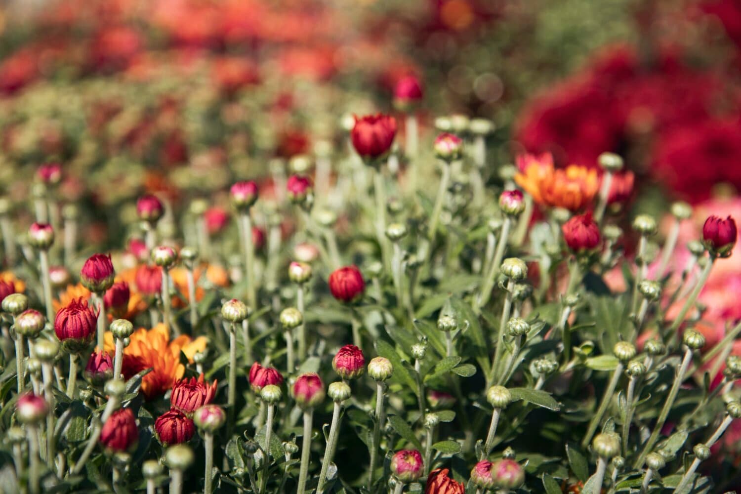 Field of garden mums grown for fall fundraisers
