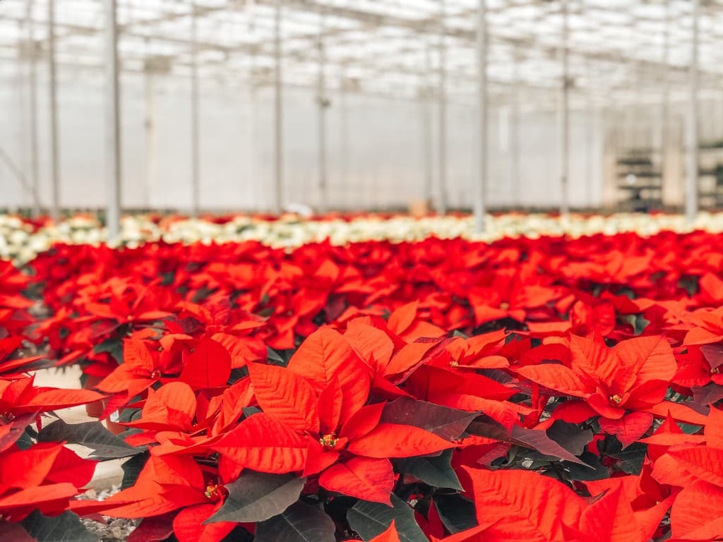 Close-up of red poinsettias in the greenhouse