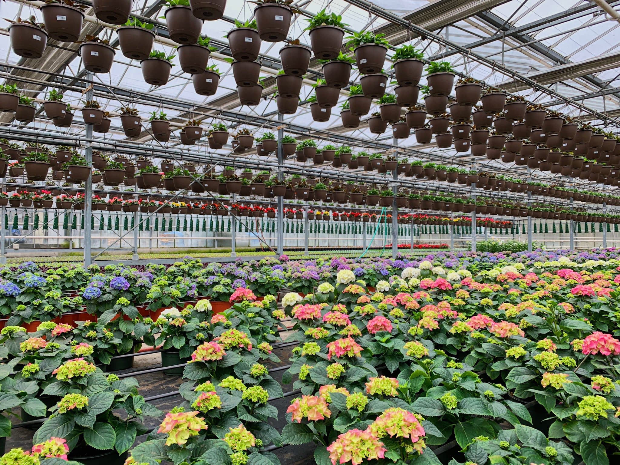 Hanging baskets over benches of hydrangeas